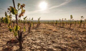 In this vineyard in the northeast, the 2026 heatwave causes a massacre on the young vines… and the winegrowers had not planned anything