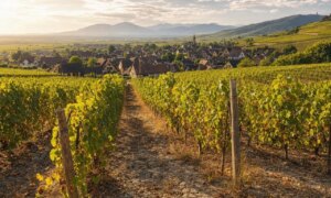 Global warming: these Alsace wines will soon no longer taste the same, and winegrowers are already silently preparing for it