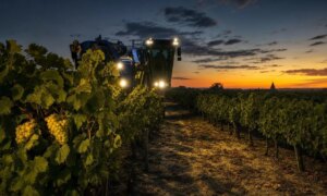These 2026 harvests in a vineyard in the Center-Loire are 6 weeks in advance: each year is “exceptional” and that worries
