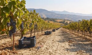 These southern vineyards are launching the 2026 harvest in the middle of summer: this climate upheaval could change what you drink tomorrow