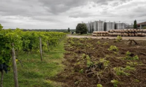 The leading wine exporting country, France is letting this key sector falter: the figures which are already shaking the sector