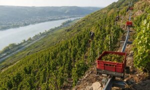 These dizzying harvests in Côte-Rôtie are based on this incredible system… and even the seasonal workers can’t believe it